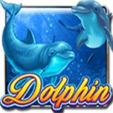 Dolphin OP